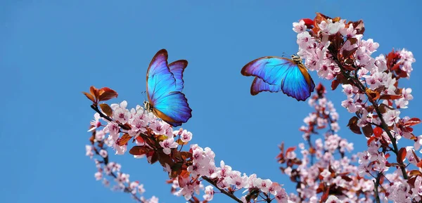 Sakura Floreciente Ramas Sakura Floreciente Mariposas Morfo Azul Brillante Contra —  Fotos de Stock