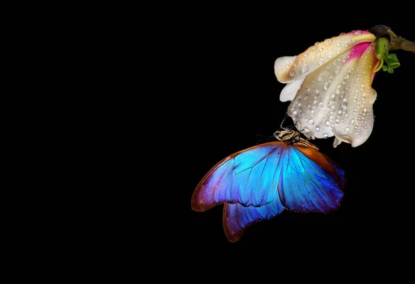 Borboleta Morpho Tropical Azul Brilhante Flor Magnólia Branca Gotas Água — Fotografia de Stock