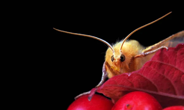 Gros Plan Sur Teigne Duveteuse Teigne Jaune Sur Viburnum — Photo