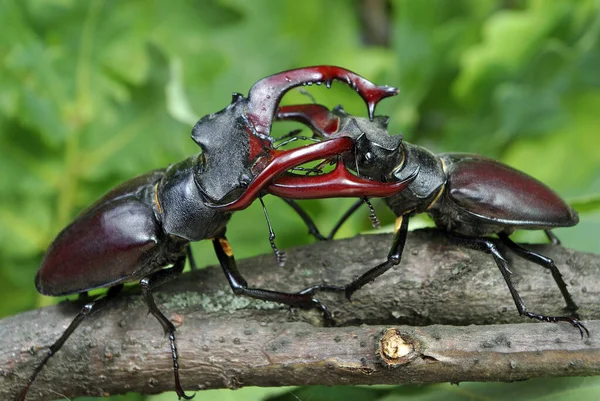 Escarabajos Ciervos Duelo Dos Machos Cerca —  Fotos de Stock