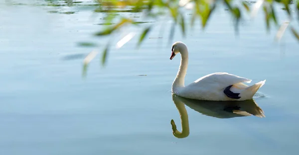 Bonito Cisne Branco Nadando Água Perto Pássaro Selvagem Rio Espaço — Fotografia de Stock