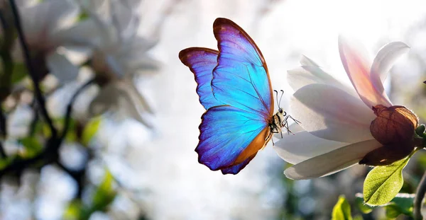 Ramos Magnólia Branca Florescente Borboleta Morpho Tropical Azul — Fotografia de Stock