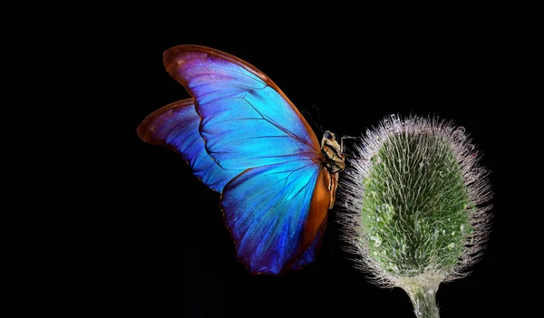 Blauer Tropischer Morpho Schmetterling Auf Mohnblütenknospe Wassertropfen Isoliert Auf Schwarz — Stockfoto