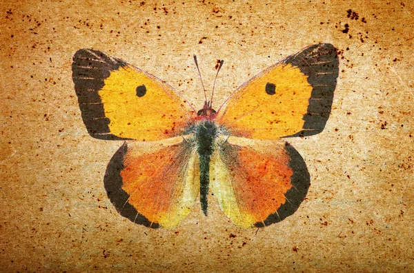 Παλιά Χάρτινη Υφή Και Πορτοκαλί Πεταλούδα Grunge Φόντο Πεταλούδα Κοντά — Φωτογραφία Αρχείου