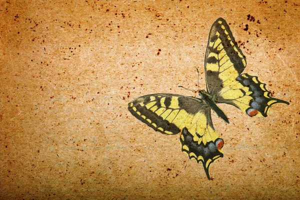 Stará Papírová Textura Vlaštovčí Motýl Grunge Pozadí Motýlem — Stock fotografie