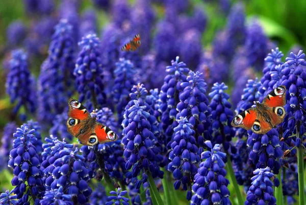 Blue Muscari Flowers Red Peacock Butterflies Close Blue Spring Flowers — Stock Photo, Image