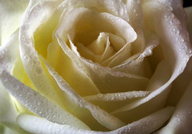 Doğal pastel arka plan. Taze bej gülün çiçeği, bir damlacık suyla yakın plan.. 