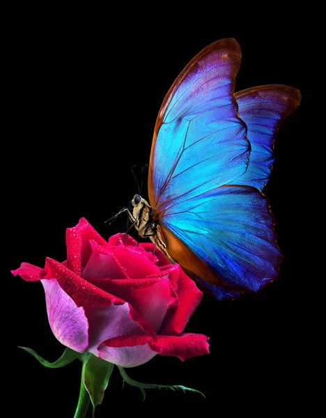 Mariposa Morfo Tropical Azul Brillante Sobre Rosa Roja Tierna Gotas — Foto de Stock