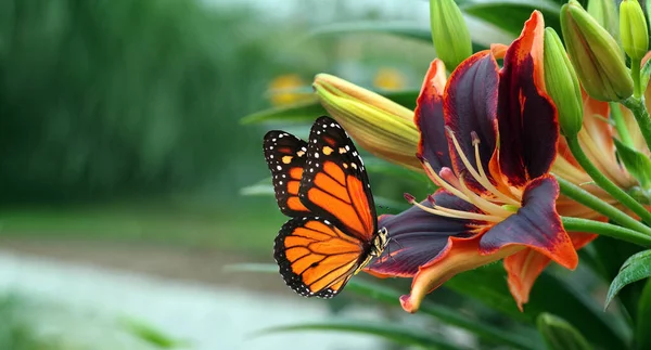 Bright Colorful Monarch Butterfly Beautiful Purple Lily Garden Copy Space — Stock Photo, Image