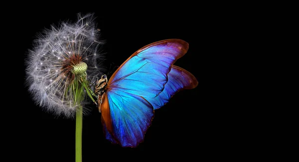 Mariposa Morfo Azul Brillante Sobre Semillas Diente León Aisladas Negro —  Fotos de Stock