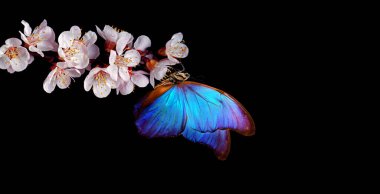 Siyah bahar çiçekleri üzerinde parlak mavi morpho kelebeği. Kayısı çiçeği dalı siyahta izole edilmiş. Boşluğu kopyala