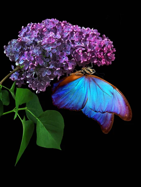 Hermosa Mariposa Morfo Azul Sobre Una Flor Sobre Fondo Negro — Foto de Stock