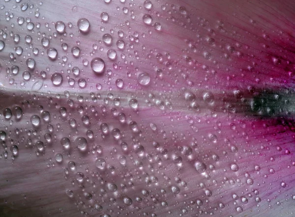 Krople Deszczu Różowym Płatku Róży Płatki Kropelkach Wody Zbliżenie — Zdjęcie stockowe