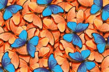 Mavi ve terracotta morpho kelebekleri doku arka planı.