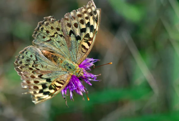 Farfalla Punteggiata Luminosa Fiore Viola — Foto Stock