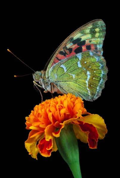 Kolorowy Motyl Kwiat Nagietka Odizolowany Czarny Przestrzeń Kopiowania — Zdjęcie stockowe
