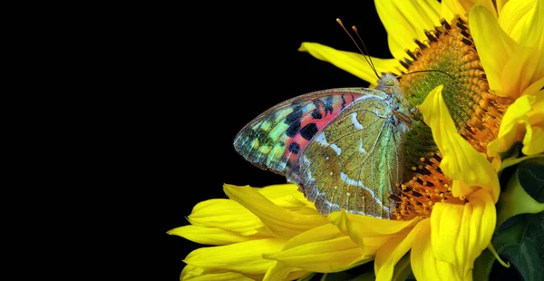Bunter Schmetterling Auf Sonnenblumen Aus Nächster Nähe — Stockfoto