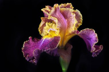 Su damlalarındaki parlak renkli iris çiçeği siyaha izole edilmiş. Kapat..