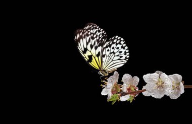 Parlak tropikal pirinç kağıdı kayısı çiçekleri üzerinde çiğ damlaları siyah üzerine izole. Boşluğu kopyala