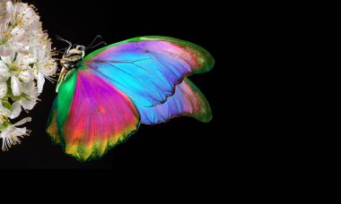 Sakura çiçekleri üzerindeki parlak tropikal morpho kelebeği çiğ taneleri siyah üzerine düşer. Kapat.