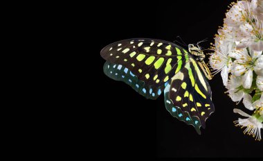 Siyah üzerine izole edilmiş sakura çiçekleri üzerinde parlak benekli tropikal kelebek. Kelebek sakura üzerinde. Graphium agamemnon kelebeği. Yeşil noktalı üçgen. Kuyruklu yeşil karga.