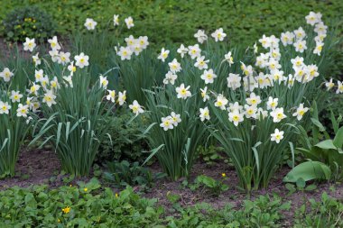 Nazik nergisler bahçede çiçek açıyor.