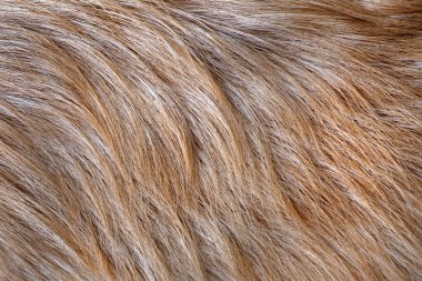 Kahverengi hayvan kürkü yakından. Labrador köpek kürkü. en üstteki görünüm