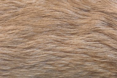 Kahverengi hayvan kürkü yakından. Labrador köpek kürkü. en üstteki görünüm