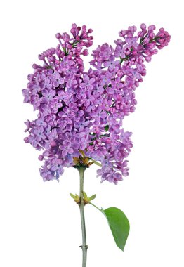 Sudaki mor leylak dalı beyazın üzerine düşer.