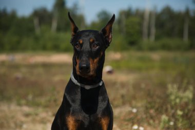 Doberman köpeğinin yakın portresi 