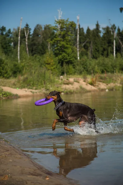 Red Brown Doberman Dog Puller Running Lake — Stock Photo, Image
