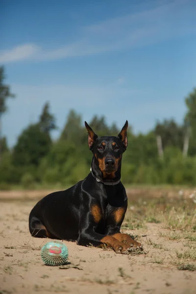 Dobermann Hund Liegt Auf Dem Feld — Stockfoto
