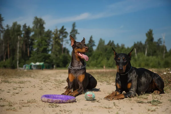 Zwei Dobermänner Mit Zugmaschine Liegen Sand — Stockfoto