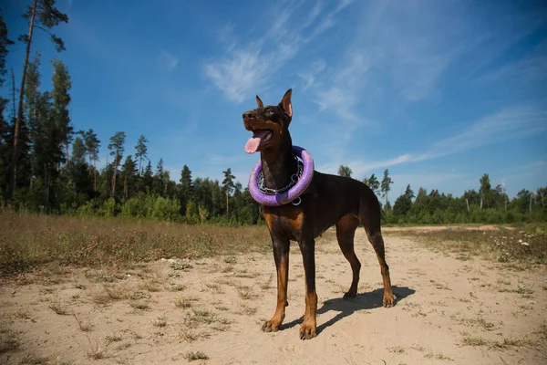 Röd Brun Doberman Hund Med Puller Står Fältet — Stockfoto