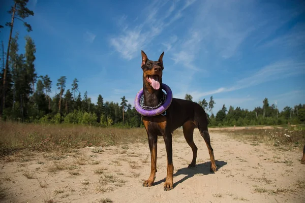 Rotbrauner Dobermannhund Mit Abzieher Steht Auf Dem Feld — Stockfoto