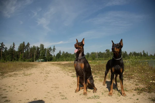 Twee Dobermanshonden Het Veld — Stockfoto