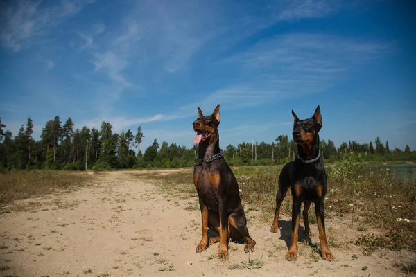 Two Doberman Dogs Sitting Field — Stock Photo, Image