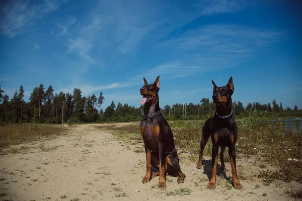 Två Doberman Hundar Sitter Fältet — Stockfoto