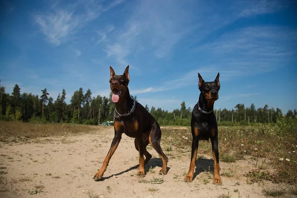 Två Doberman Hundar Sitter Fältet — Stockfoto
