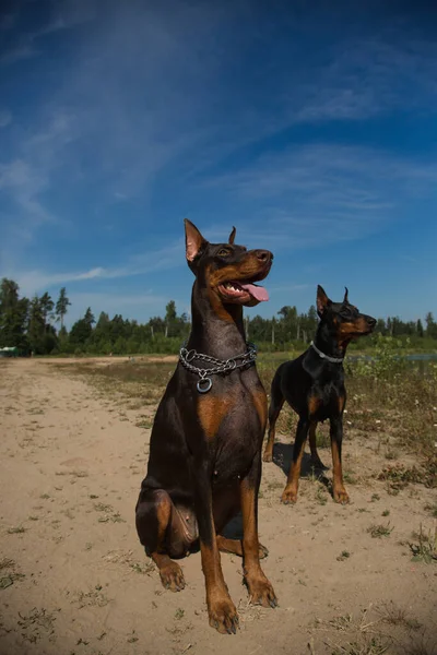 Zwei Dobermänner Sitzen Auf Dem Feld — Stockfoto