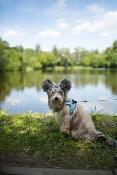 Söt Kinesisk Crested Dog Pulver Puff Sitter Nära Sjön — Stockfoto