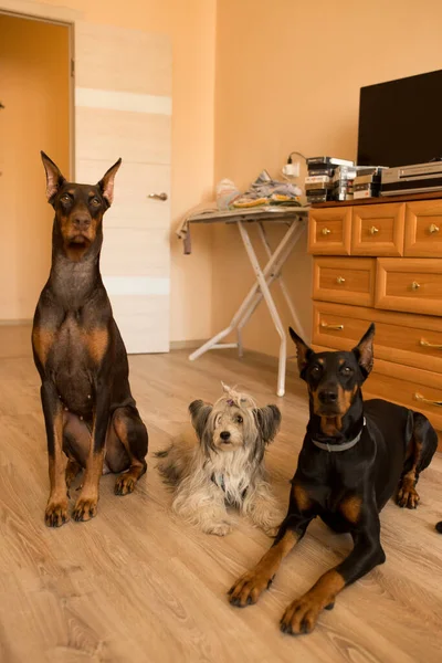 Three dogs at home. Chinese Crested Dog Powder Puff and two dobermans.