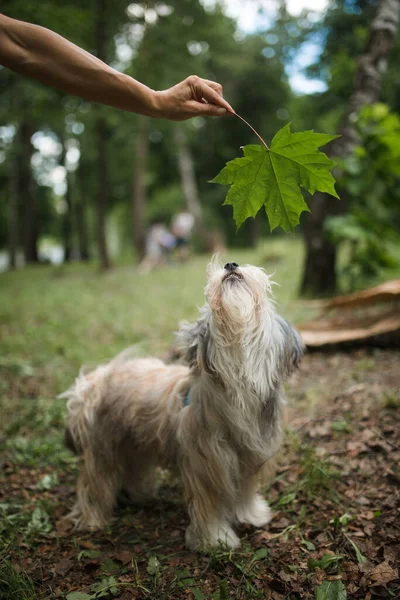 Bonito Chinês Crested Dog Powder Puff Olhando Para Folha Mão — Fotografia de Stock