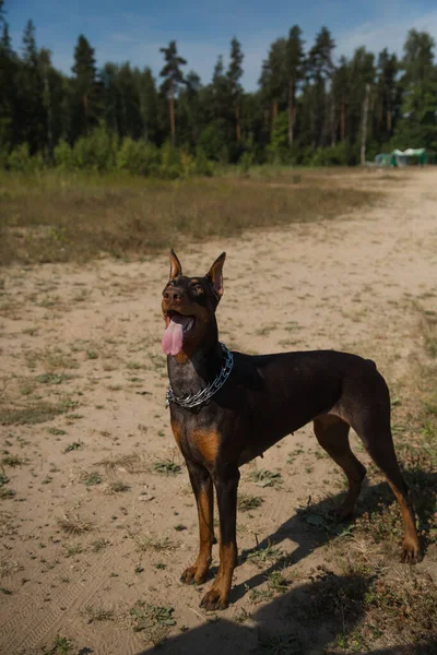 Rotbrauner Dobermann Hund Steht Auf Dem Feld — Stockfoto