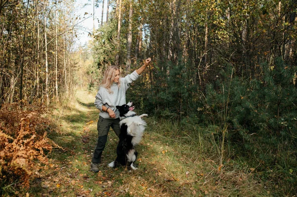 Szczęśliwa Kobieta Bawiąca Się Czarno Białą Obwódką Collie Dog Jesiennym — Zdjęcie stockowe