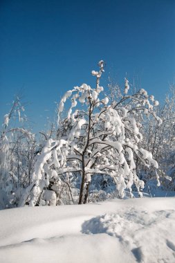 Ormanda soğuk karlı kış