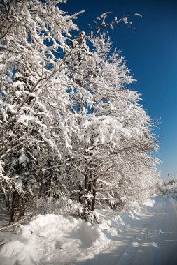 Ormanda soğuk karlı kış