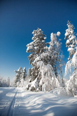 Ormanda soğuk karlı kış