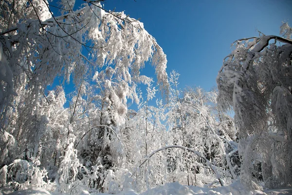 Frío Invierno Nevado Bosque —  Fotos de Stock