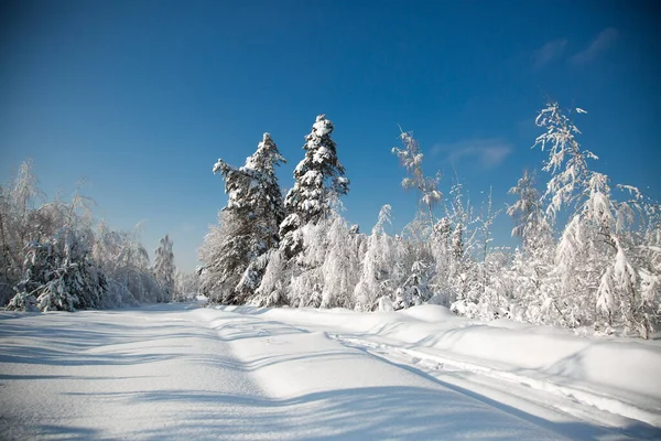 Hiver Froid Enneigé Dans Forêt — Photo